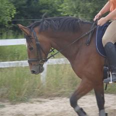 Anden særlig race Ally