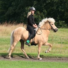 Islænder Dögg Fra Toftemosen