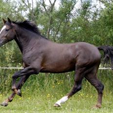 New Forest Birkilds Balboa hingst 