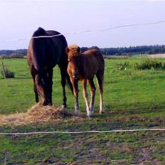Islænder Pytla fra Anes Minde
