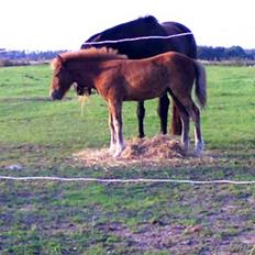 Islænder Pytla fra Anes Minde