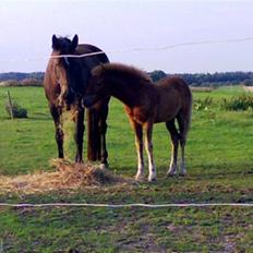 Islænder Pytla fra Anes Minde