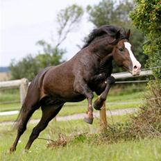 New Forest Birkilds Balboa hingst 