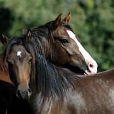 New Forest Birkilds Balboa hingst 