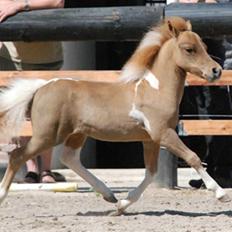 Dansk Miniature Egehøj`s Playmate