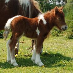 Dansk Miniature Egehøj`s Playmate