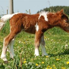 Dansk Miniature Egehøj`s Playmate