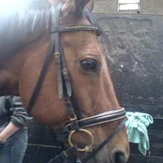 Anden særlig race Ramses Aflivet :'(