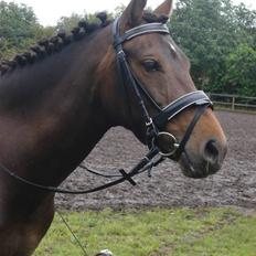 DSP Cheval - "SOLGT" [tidl. Pony]