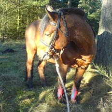 Anden særlig race Laban (søsters)- solgt