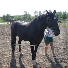 Dansk Varmblod Flintegårdens Chagall R.I.P.