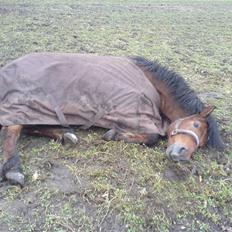 Anden særlig race Laban (søsters)- solgt