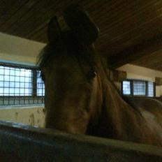 Anden særlig race Laban (søsters)- solgt