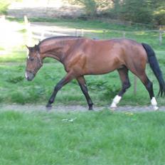 Dansk Varmblod                                    - Lantino (Mule