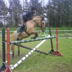 Anden særlig race Ingolf SOLGT