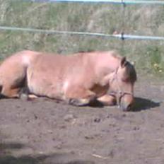 Anden særlig race Ingolf SOLGT