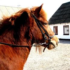 Islænder | Eldur fra Udholm |