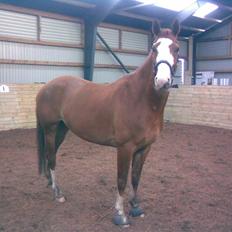 Frederiksborg Chaplin R.I.P<3