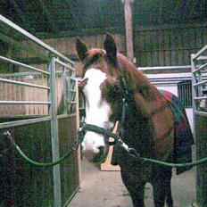 Frederiksborg Chaplin R.I.P<3