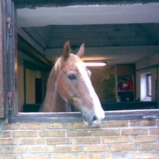 Frederiksborg Rubenstien R.I.P <3