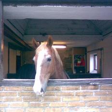 Frederiksborg Rubenstien R.I.P <3