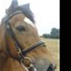 Welsh Cob (sec D) Pretty-Pakica 