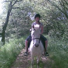 Anden særlig race Sony Boy