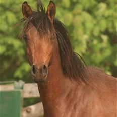Arabisk fuldblod (OX) D. Dancing Miracle -SOLGT