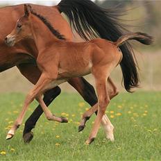 Arabisk fuldblod (OX) D. Dancing Miracle -SOLGT