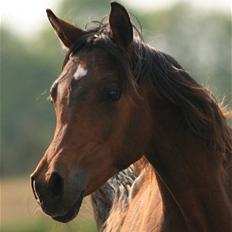 Arabisk fuldblod (OX) D. Dancing Miracle -SOLGT