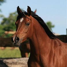 Arabisk fuldblod (OX) Sweet Miss D. - SOLGT - 