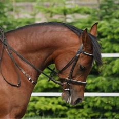 Arabisk fuldblod (OX) Sweet Miss D. - SOLGT - 