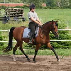 Arabisk fuldblod (OX) Sweet Miss D. - SOLGT - 