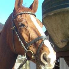 Dansk Varmblod Brogaardens Regina