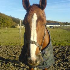 Dansk Varmblod Brogaardens Regina