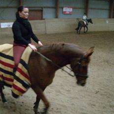 Dansk Varmblod Brogaardens Regina