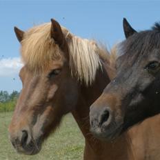 Anden særlig race Fandango SOLGT!! :'(