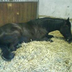 Anglo Araber (AA) Ryttergårdens Sebastian