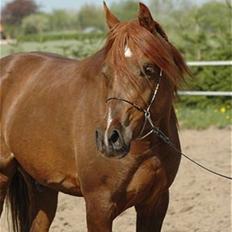 Arabisk fuldblod (OX) D. Shan´n Jan Memory * SOLGT *