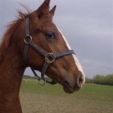 Frederiksborg Zhoker Brentedal