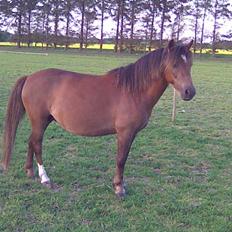 Anden særlig race Fleur