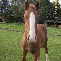 Frederiksborg Zhoker Brentedal