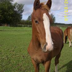 Frederiksborg Zhoker Brentedal