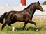 New Forest Birkilds Balboa hingst 
