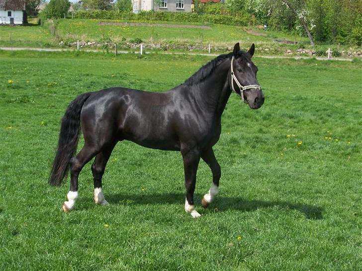 Oldenborg Dialekt Alstrup - Velkommen til Dialekt Alstrup profil (Dialekt står og nyder det dejlige grønne græs) billede 1