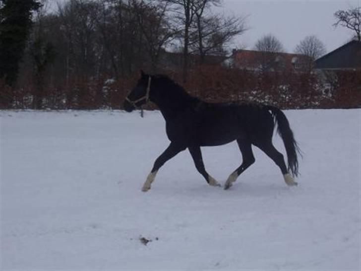 Oldenborg Dialekt Alstrup - Dialekt leger i sne 2 år:) billede 2