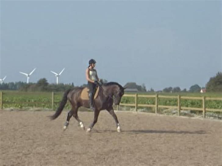 Oldenborg Dialekt Alstrup - lidt dressur træning .. i det dejlige sommervejr .. billede 6