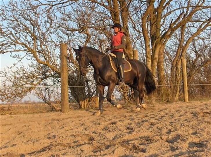 Oldenborg Dialekt Alstrup - rider i solnedgang:D billede 7