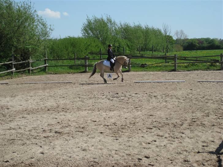 Fjordhest GasMads "solgt og savnet" - afsted i fuld galop til stævne.. hvor er han flot billede 17