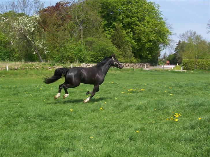 Oldenborg Dialekt Alstrup - Fuld galop billede 10